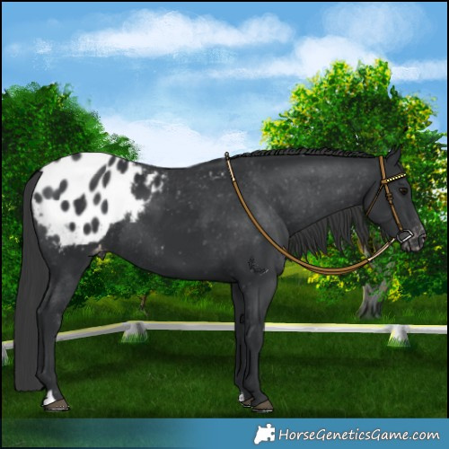 Horse Color:Black Appaloosa Rabicano 