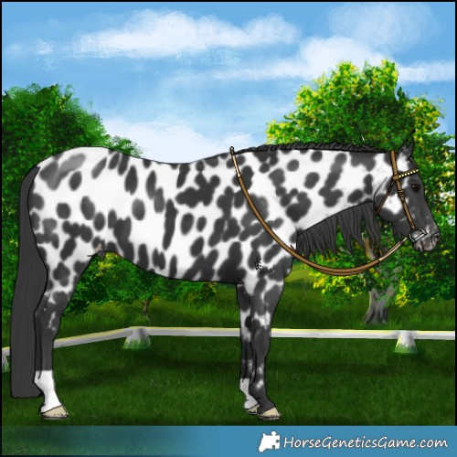 Horse Color:Black Appaloosa 