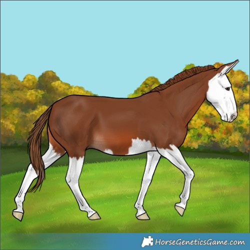 Horse Color:Chestnut Splash 