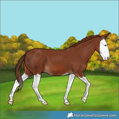 Horse Color:Chestnut Splash 
