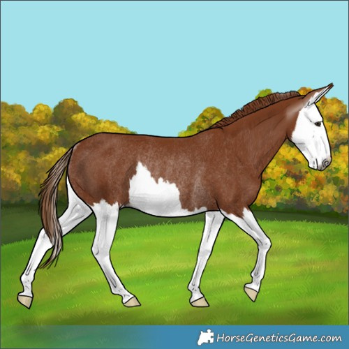 Horse Color:Gray Chestnut Splash Rabicano 