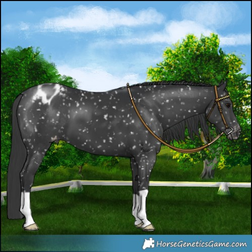 Horse Color:Black Appaloosa