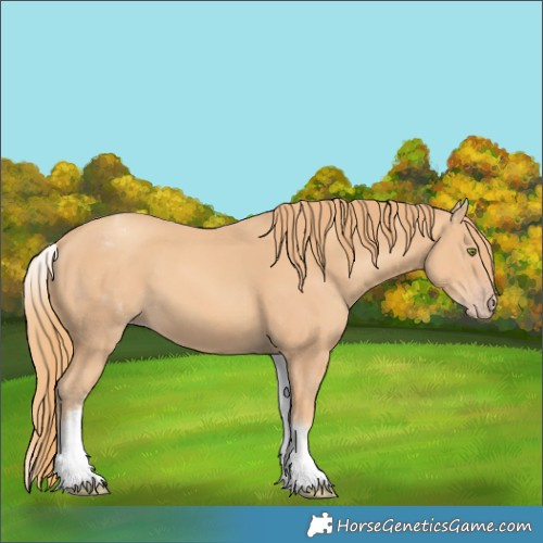 Horse Color:White Spotted Gold Champagne 