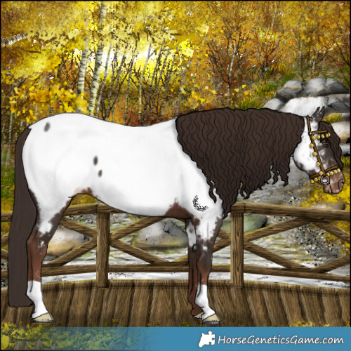 Horse Color:Liver Chestnut Near Fewspot 