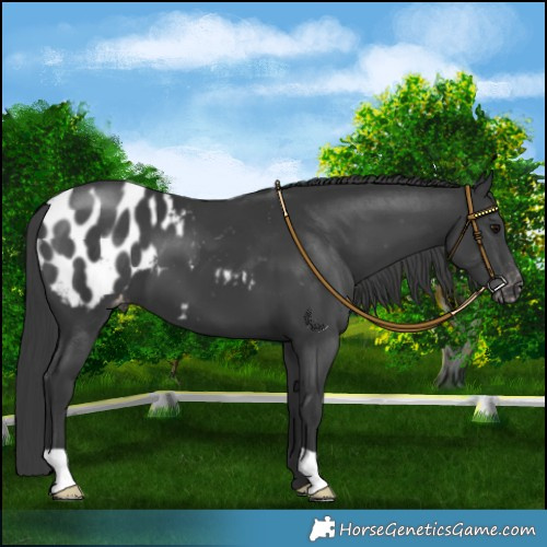 Horse Color:Black Appaloosa 