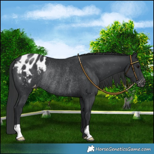 Horse Color:Black Appaloosa Rabicano 
