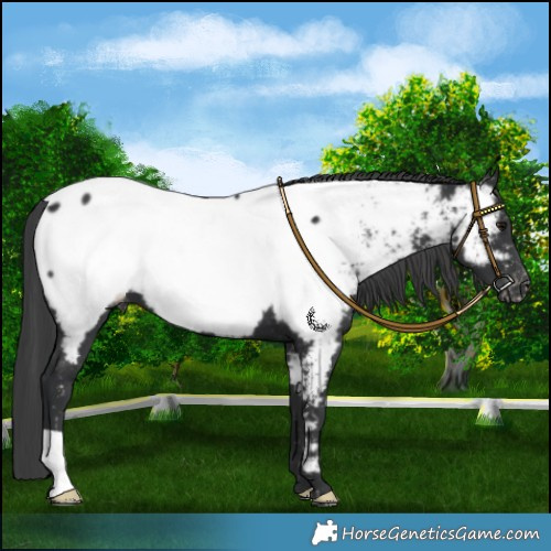 Horse Color:Black Appaloosa 