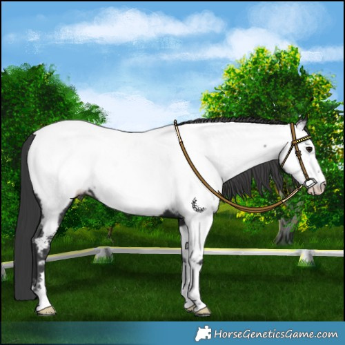 Horse Color:Black Appaloosa 
