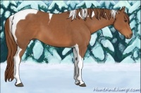 Horse Color:Chestnut Tobiano 