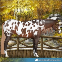 Horse Color:Liver Chestnut Blanket