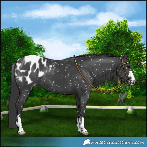 Horse Color:Black Appaloosa 