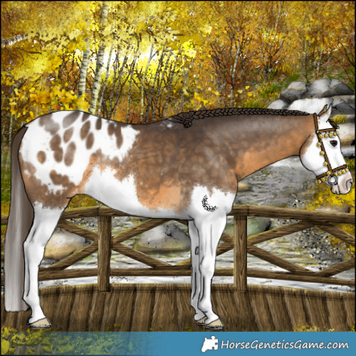 Horse Color:Buckskin Splash Appaloosa 