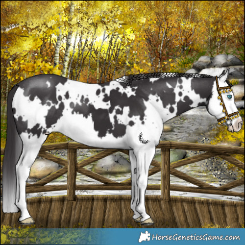 Horse Color:White Spotted Smoky Black Splash 