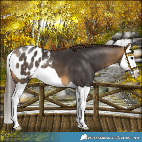 Horse Color:Buckskin Splash Appaloosa
