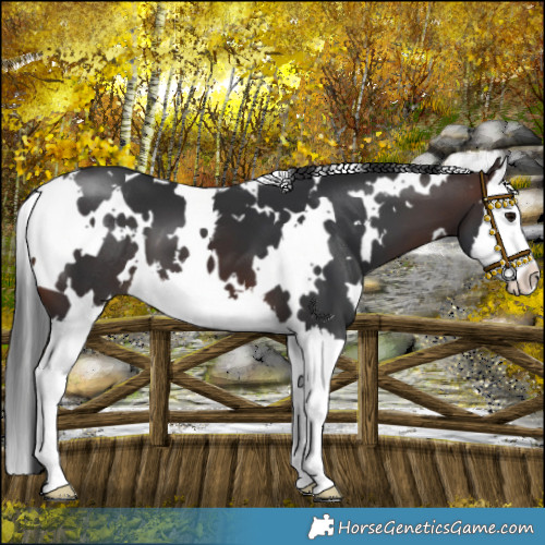Horse Color:White Spotted Brown Splash 