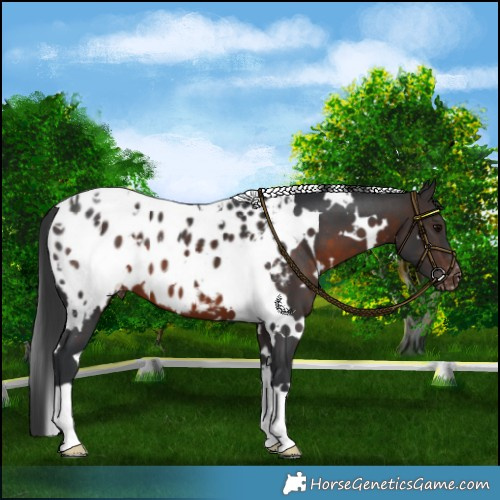 Horse Color:White Spotted Brown Appaloosa 