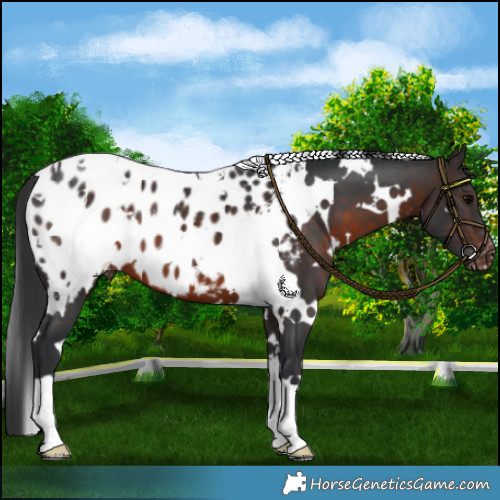 Horse Color:White Spotted Brown Near Leopard 