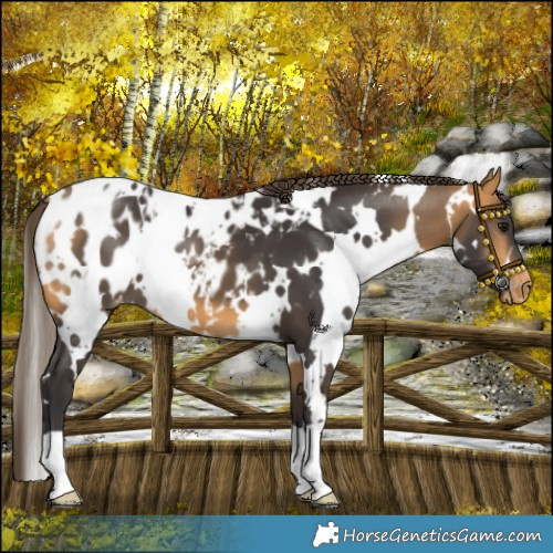 Horse Color:White Spotted Buckskin Appaloosa 