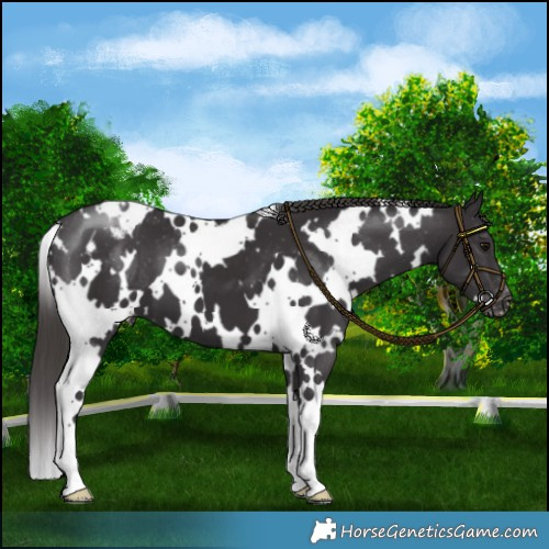 Horse Color:White Spotted Smoky Black Appaloosa 