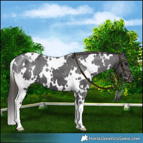 Horse Color:White Spotted Smoky Black Blanket 