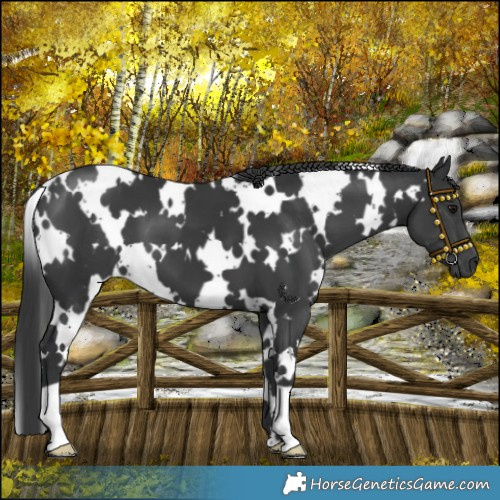 Horse Color:White Spotted Black 