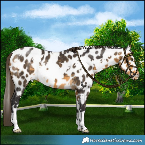Horse Color:White Spotted Buckskin Appaloosa 
