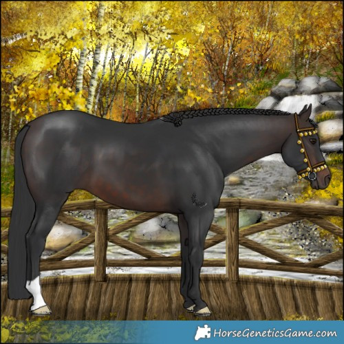 Horse Color:Brown 