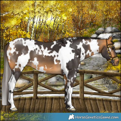 Horse Color:White Spotted Buckskin 