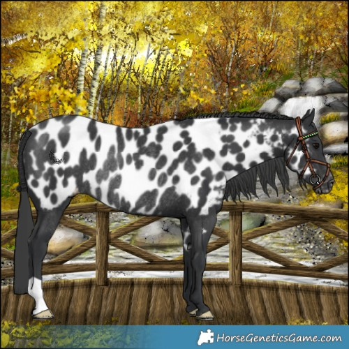 Horse Color:Black Near Leopard Rabicano