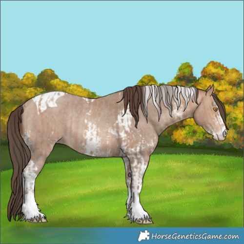 Horse Color:Amber Champagne Sabino Tobiano Appaloosa  and Amber Champagne Sabino Tobiano Appaloosa Rabicano 