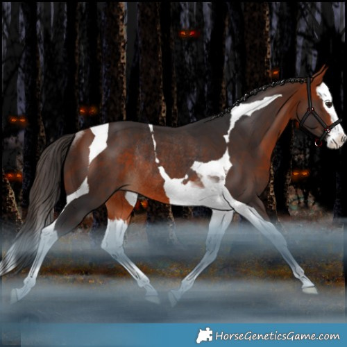 Horse Color:Bay Splash Tobiano Rabicano