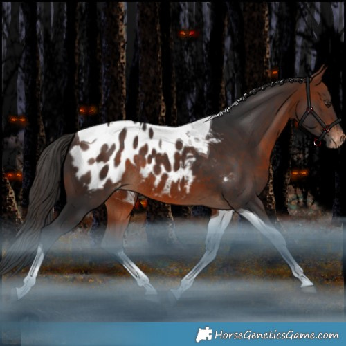 Horse Color:Bay Tobiano Appaloosa Rabicano