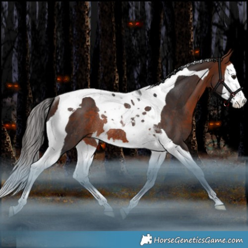 Horse Color:Bay Splash Tobiano Rabicano 