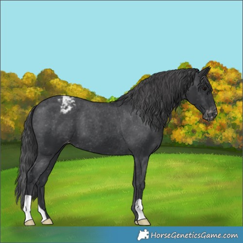 Horse Color:Black Appaloosa