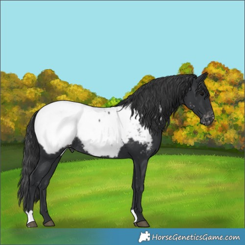 Horse Color:Black Appaloosa Rabicano