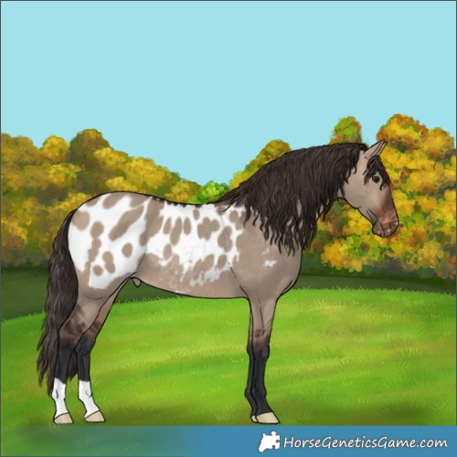 Horse Color:Brown Dun Appaloosa Rabicano 
