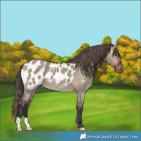 Horse Color:Brown Dun Appaloosa Rabicano