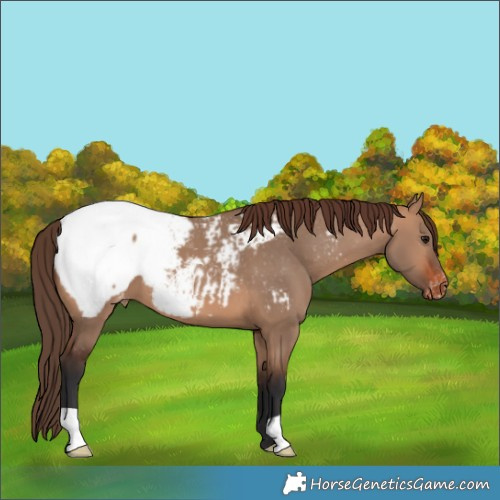 Horse Color:Bay Dun Appaloosa