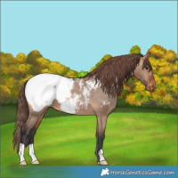 Horse Color:Bay Dun Appaloosa 