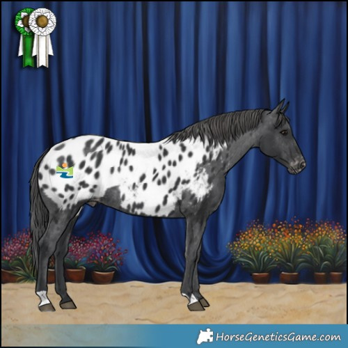 Horse Color:Black Appaloosa Rabicano
