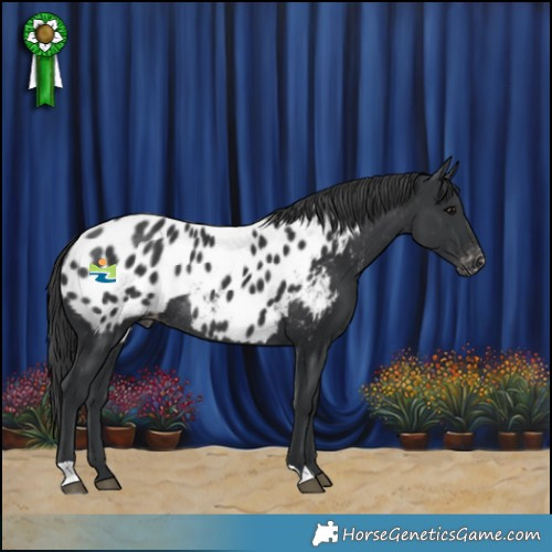 Horse Color:Black Appaloosa Rabicano 