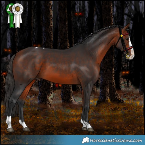 Horse Color:Bay Splash Tobiano Rabicano 