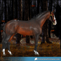 Horse Color:Bay Splash Tobiano Rabicano 