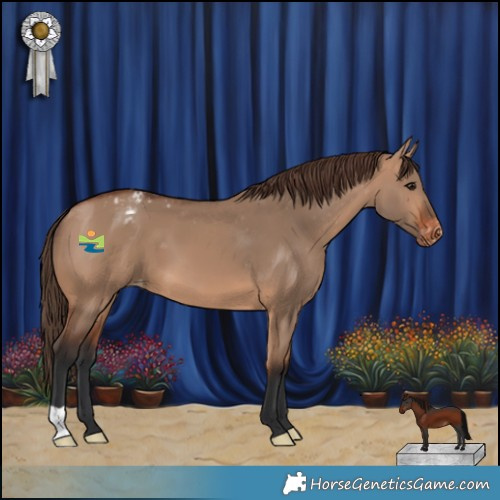 Horse Color:Bay Dun Appaloosa 