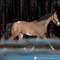 Horse Color:Bay Dun Splash Tobiano Rabicano 