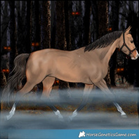 Horse Color:Bay Dun Splash Tobiano Rabicano