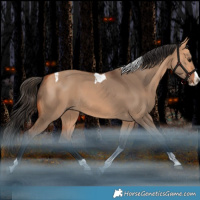 Horse Color:Bay Dun Splash Tobiano Rabicano
