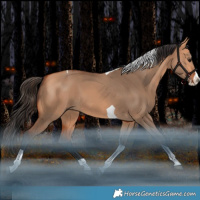 Horse Color:Bay Dun Splash Tobiano Rabicano 