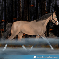 Horse Color:Bay Dun Splash Tobiano Rabicano 
