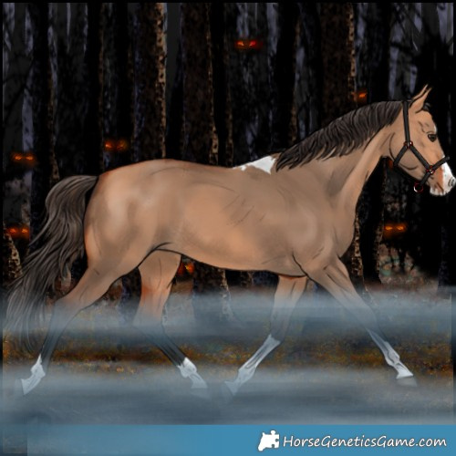 Horse Color:Bay Dun Splash Tobiano Rabicano 